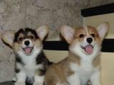 Welsh corgi pembroke ve cardigan 