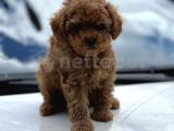 SAFKAN TOY POODLE YAVRULAR