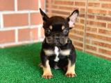 SAFKAN FRENCH BULLDOG BLACK TAN DİŞİ YAVRUMUZ