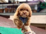 Toy poodle