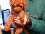 Toy poodle yavrularımız 