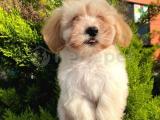 DÜNYALAR TATLISI MALTİPOO YAVRULAR