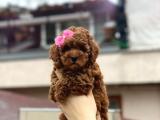 Anne altından sağlık garantili orjinal toy poodle