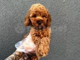 Toy Poodle Çocuklarımız 