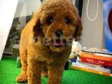 Karneli Pasaportlu Toy Poodle yavrumuz