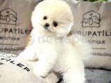 Teddy Bear Pomeranian Boo Yavrularımız