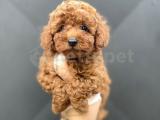 RED BROWN POODLE BEBEKLER 