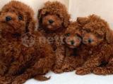 RED TOY POODLE YAVRULAR