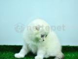 Dişi Beyaz British Shorthair 