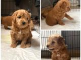 4 adet erkek toy poodle