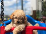 Show kalite Toy Poodle yavrular