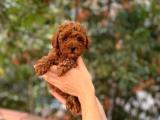 Dişi Red  Brown Toy Poodle 