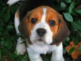 Orijinal ırk garantili Elizabeth beagle yavruları