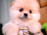 Teacup Teddy Bear Pomeranian Yavrularımız