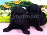 IRK VE SAĞLIK GARANTİSİ İLE SİYAH TOY POODLE YAVRULAR