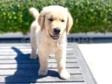 Orjinal Golden Retriever Yavrularımız