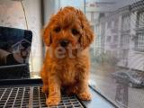 Toy Poodle Tatlılığı