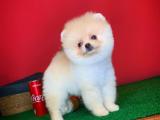 Çapkın yakışıklılıkta Pomeranian Boo yavrumuz