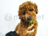 Toy Poodle  Yavrularımız Gelmiştir 