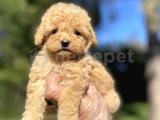 A KALİTE POODLE BEBEKLERİMİZ 