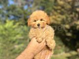 BEBEK SURATLI POODLE YAVRUMUZ