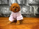 Red Brown 3 Aylık Toy Poodle Yavrumuz ALEX