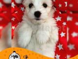 Maltese Terrier Sıfır Numara bebek yüz yavrularımız