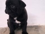 PUG MOPS ERKEK BEBEK