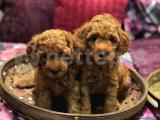 RED TOY POODLE YAVRULARIMIZ 