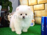 Safkan En Güzelinden Pomeranian Boo yavrumuz 