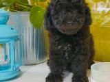 Siyah Toy Poodle yavrumuz