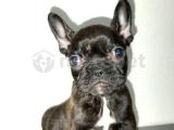 50 GUNLUK DISI FRENCH BULLDOG