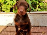 ORJİNAL DOBERMAN YARVULARIMIZ