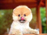 Pomeranian boo 