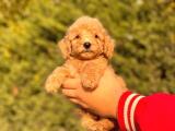 BEBEK SURAT TOY POODLE YAVRULAR