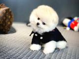 Yeni gelen tedybear pomeranian yavrularımız