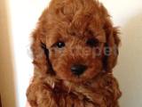 A Plus Toy Poodle Yavrular 