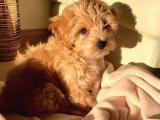 ORJİNAL TOY POODLE YAVRULARIMIZ