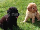 Toy-Poodle 