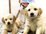 Baby face golden retriever bebekler safkan 