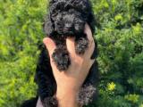 Black toy poodle erkek yavrumuz