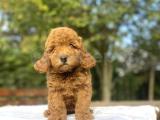 RED DİŞİ AŞILI POODLE BEBEĞİMİZ