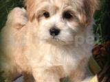 A KALİTE MALTİPOO YAVRULAR