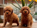 RED BROWN TOY POODLE YAVRULARIMIZ