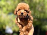 SAFKAN TOY POODLE BEBEKLER