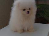 Kar Beyaz pomeranian boo teddy bear