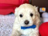 Minik Maltese Terrier Yavrularımız