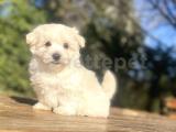 MALTİPOO DİZAYN IRK ORJİNAL AŞILI