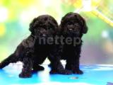 RUHSATLI ÜRETİM ÇİFTLİĞİNDEN SİYAH TOY POODLE YAVRULAR 