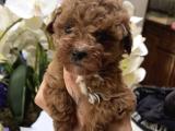 Red brown poodle anne baba 3 kg orjinal ırk garantili